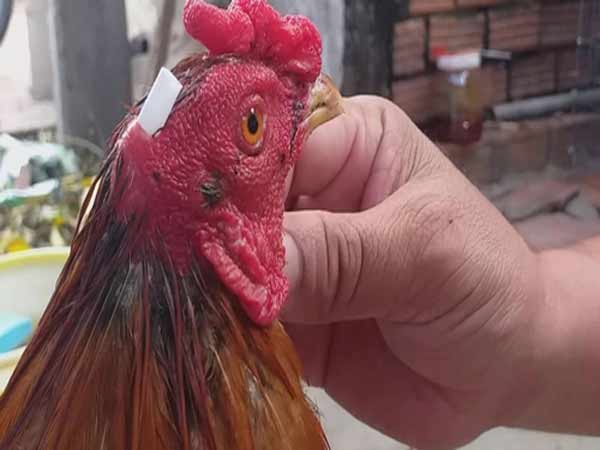 Tìm hiểu đặc điểm của bệnh phù ở gà