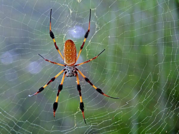 Điềm báo giấc mơ thấy nhện là gì? Đánh số mấy?