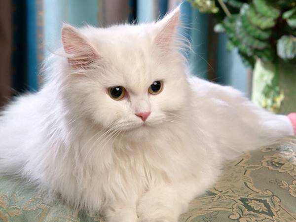 Con mèo trắng số mấy? Nằm mơ thấy mèo trắng đánh con gì 1