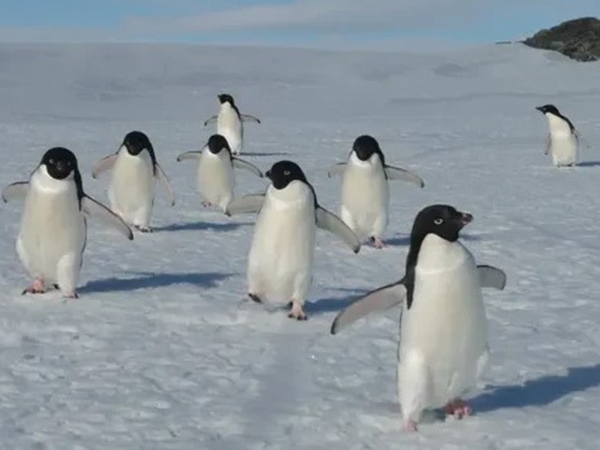 Mơ thấy chim cánh cụt số mấy phát tài, là điềm báo gì?