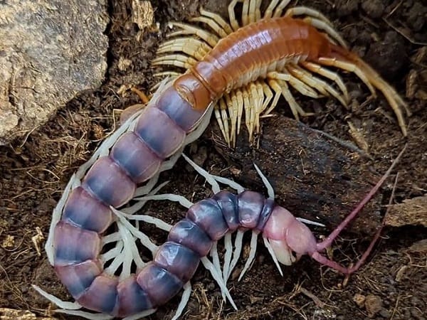 Nằm mơ thấy rết có ý nghĩa gì? mang điềm may hay xui rủi