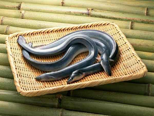 Mơ thấy lươn chui vào người, lươn cắn là điềm gì thú vị