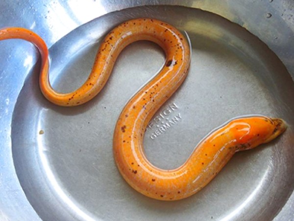 Mơ thấy lươn chui vào người, lươn cắn là điềm gì thú vị Mơ thấy lươn chui vào người, lươn cắn là điềm gì thú vị