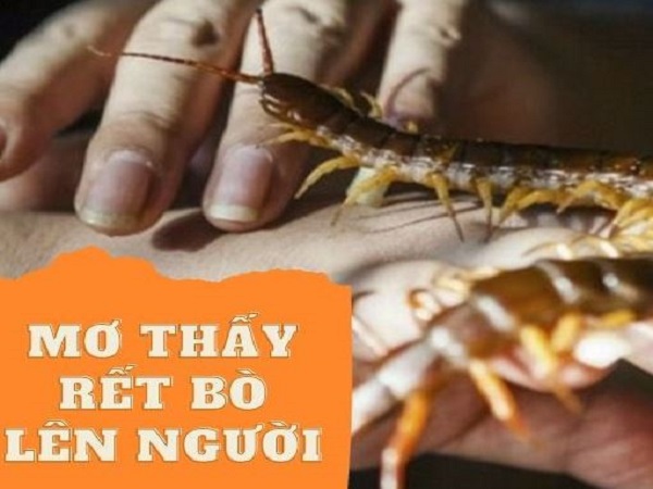 Nằm mơ thấy rết bò lên người mang thông điệp gì đến bạn?