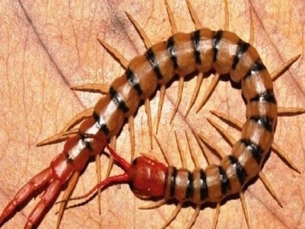 Giải mã chi tiết các giấc mơ thấy rết