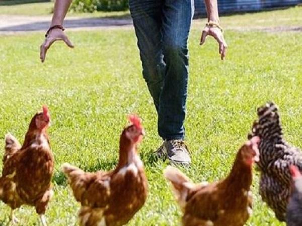 Luận giải nằm mơ thấy bắt gà trống, gà con là điềm gì?