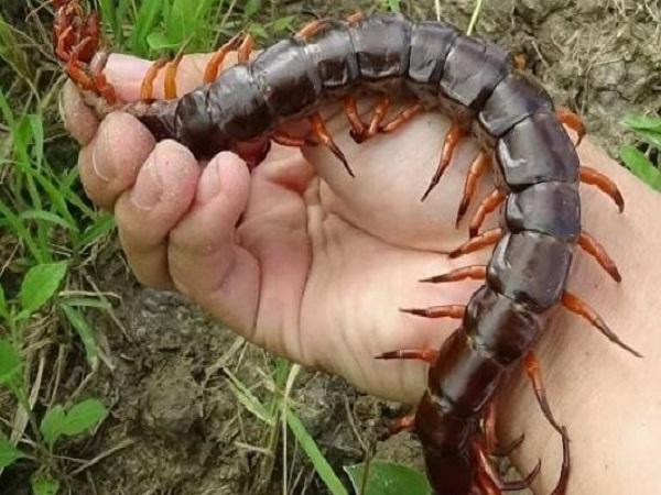 Các giấc chiêm bao thấy rết bò lên người khác