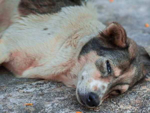 Nằm mơ thấy chó chết là điềm gì, số mấy giải đen?