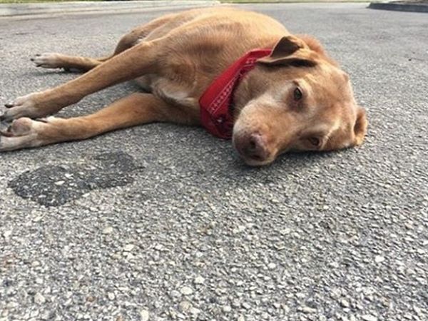 Nằm mơ thấy chó chết là điềm gì, số mấy giải đen?