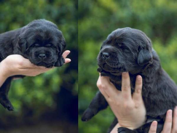 Nằm mơ thấy chó đen là điềm gì, chọn số gì cát tường?