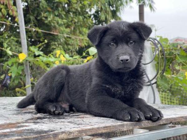 Cách hóa giải vận hạn khi nằm mộng thấy chó đen