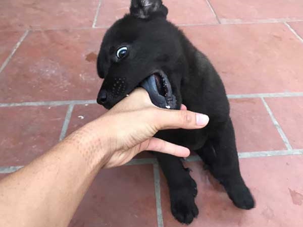 Nằm mơ thấy chó đen cắn là điềm gì, có phải điềm gở?