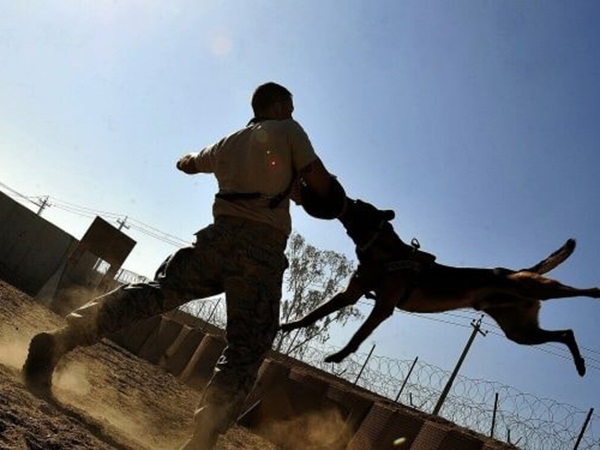 Nằm mơ thấy chó đen cắn là điềm gì, có phải điềm gở?