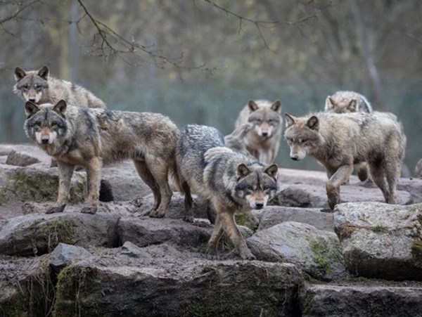 Giải mã chi tiết nằm mơ thấy chó sói là điềm gì, số mấy?