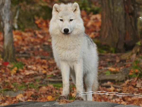 Giải mã chi tiết nằm mơ thấy chó sói là điềm gì, số mấy?