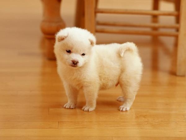 Nằm mơ thấy chó vào nhà là điềm báo gì, số gì may mắn?