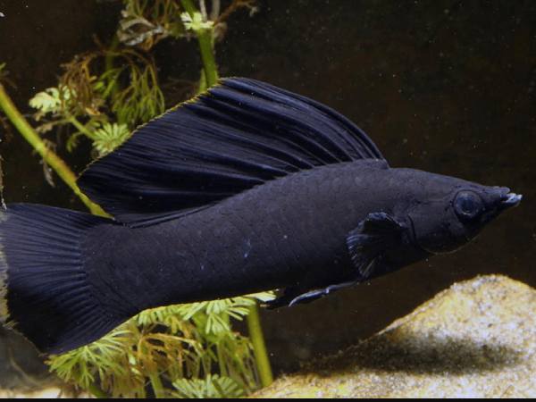 Chiêm bao thấy cá đen to