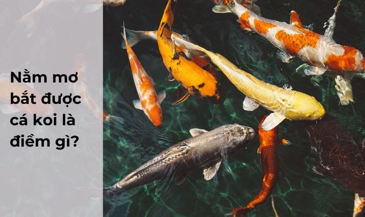 Giải mã nằm mơ thấy cá koi có ý nghĩa gì, số gì may mắn