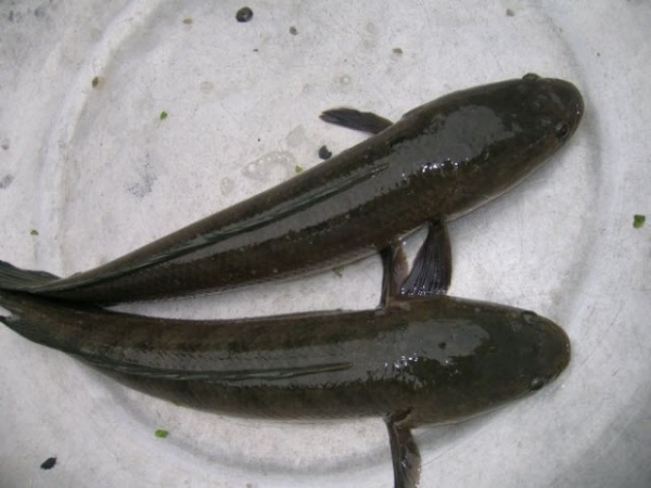 Nằm mơ thấy cá lóc có số gì tài lộc mang ý nghĩa gì Nằm mơ thấy cá lóc có số gì tài lộc mang ý nghĩa gì