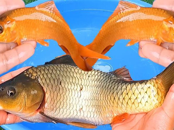 Nằm mơ thấy mua cá có điềm gì, chọn con gì tài lộc?