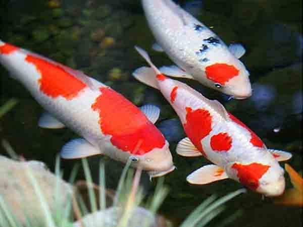 Nằm mơ thấy mua cá có điềm gì, chọn con gì tài lộc?